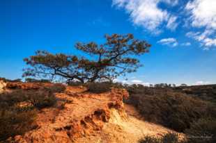 Torrey Pines-1.jpg Torrey Pines-1.jpg